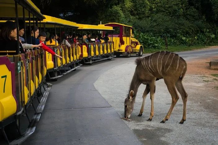 长隆野生动物世界暑假攻略,广州长隆野生动物园亲子一日游攻略