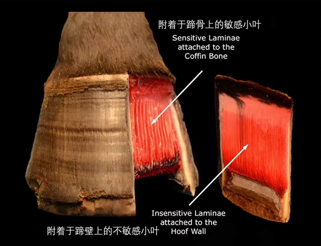 马掌为什么要钉马蹄而野马不用,马为什么要钉马蹄铁而野马不用