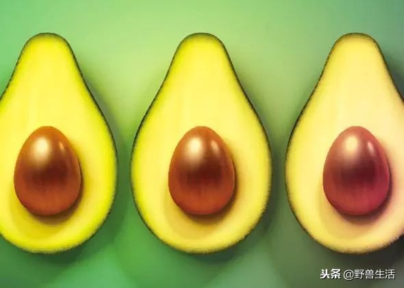 牛油果是真有营养还是虚假宣传,被捧上天却毫无作用的食物