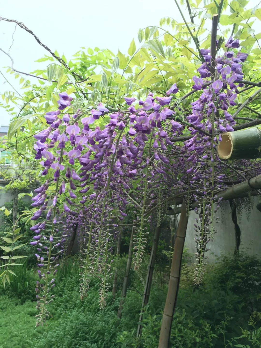 紫藤中最有名的品种叫什么名字,非常好种不需要太阳的紫藤品种
