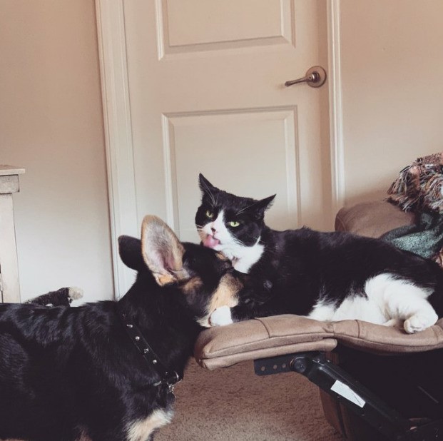 新冠病毒国外怎么防控,新冠病毒国外防控