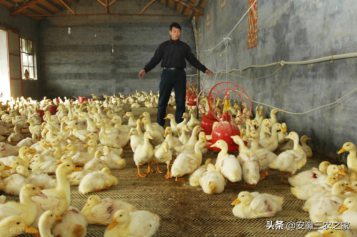 回乡创业养羊之路,返乡创业养鸡好做吗