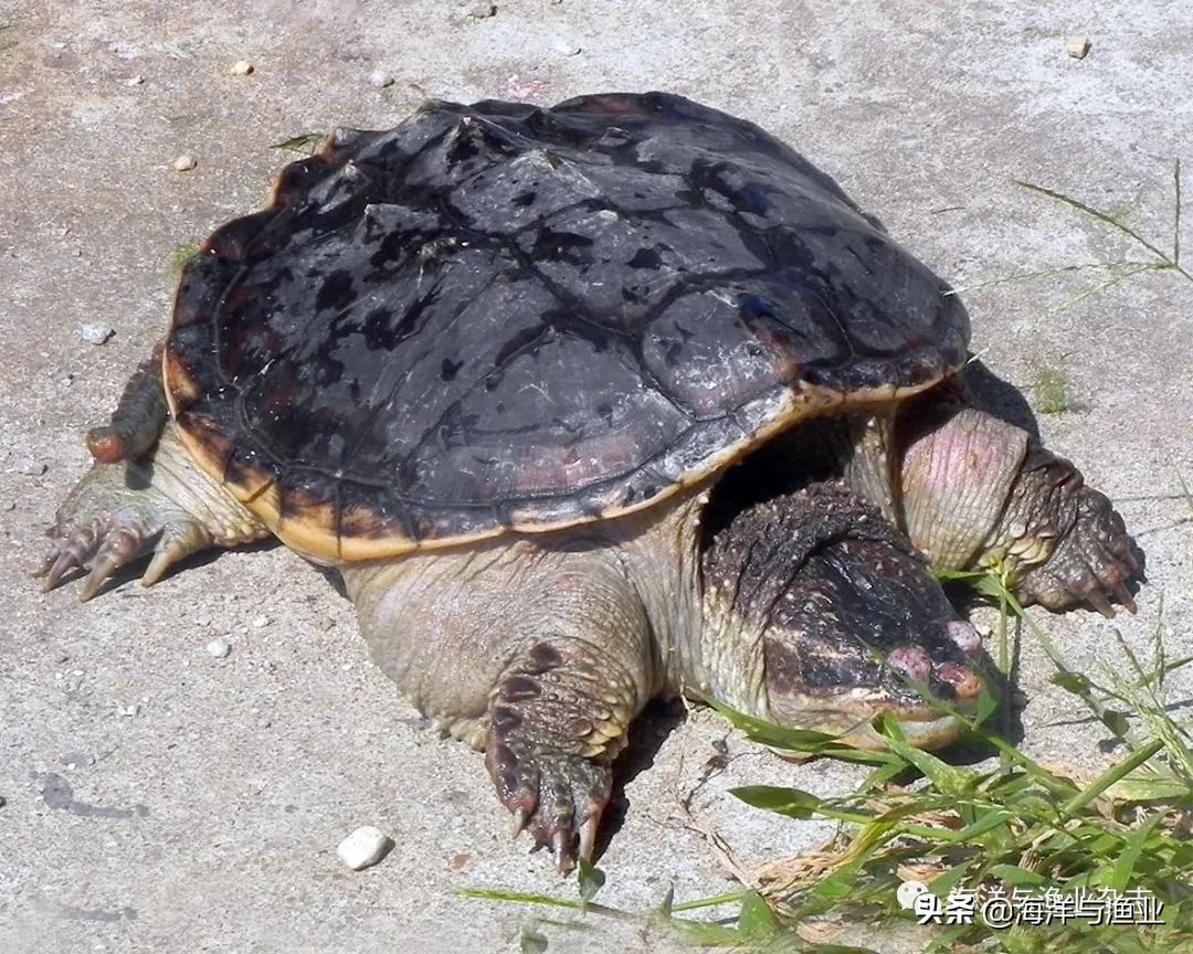 北方江河常见水生生物,陆生生物水生生物有哪些