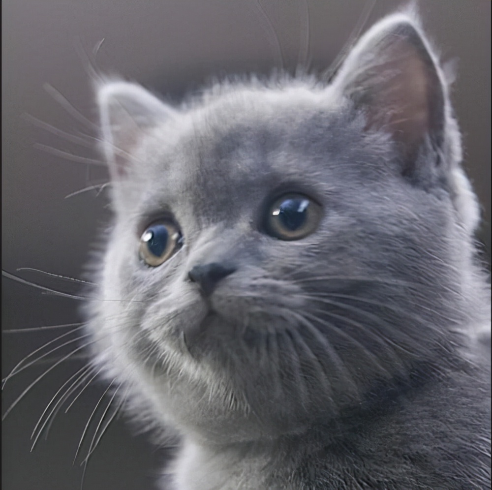 英短猫拉稀便血怎么治疗,英短猫呕吐白沫拉稀用什么药