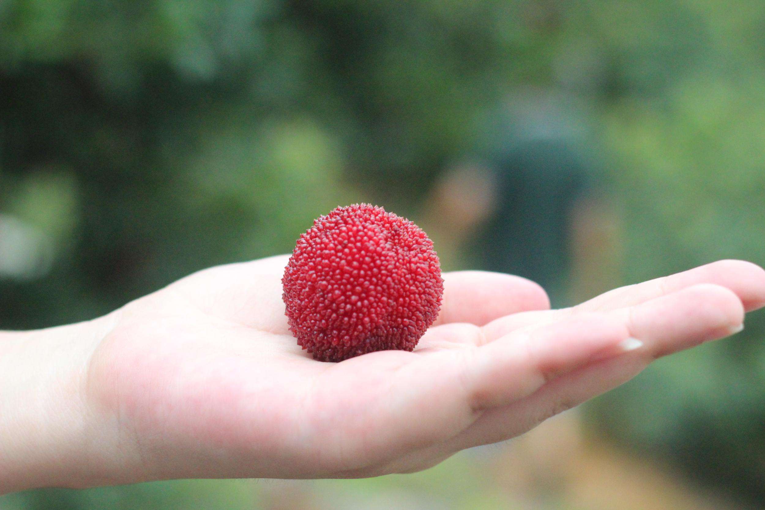 盐水洗水果增加农药残留,用盐水洗杨梅可以减少酸吗