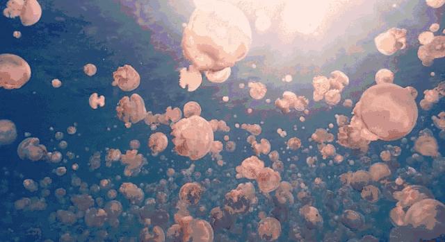 被水母蜇伤后浑身疼痛怎么办,预防水母蜇伤的最佳方法