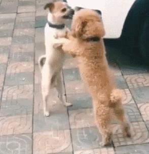 狗吃醋起来比男朋友还难哄,狗子这才是哄女朋友的正确方式