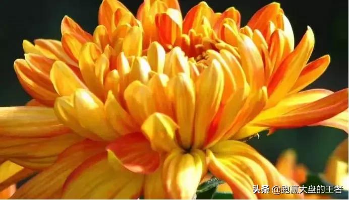 午评科技股迎风口资金玩起萝卜蹲,午评利好引爆长阳金融股迎来风口