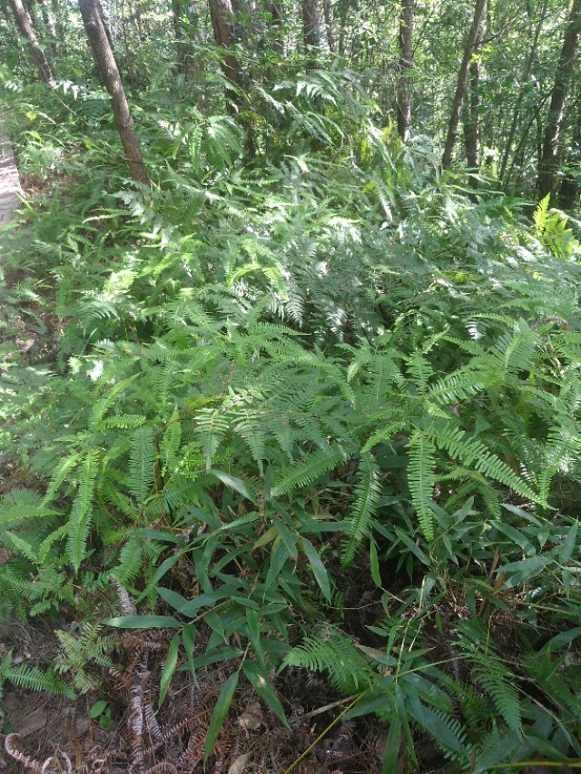 农业合作化的主要原则,农业合作化的实质