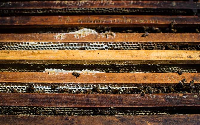 蜜蜂病害与敌害防治大全