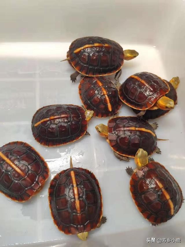 龟池里出现白色虫子,龟身上有白色的虫子怎么办