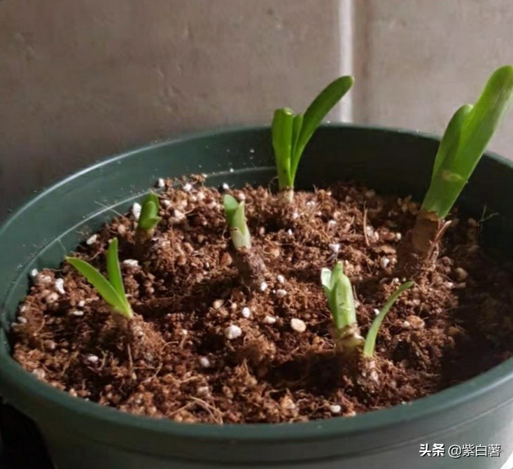 曼珠沙华不开花的时候长啥样,曼珠沙华开花后为什么不出叶