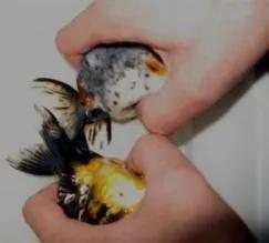 什么金鱼最好养又能繁殖,什么金鱼最容易繁殖