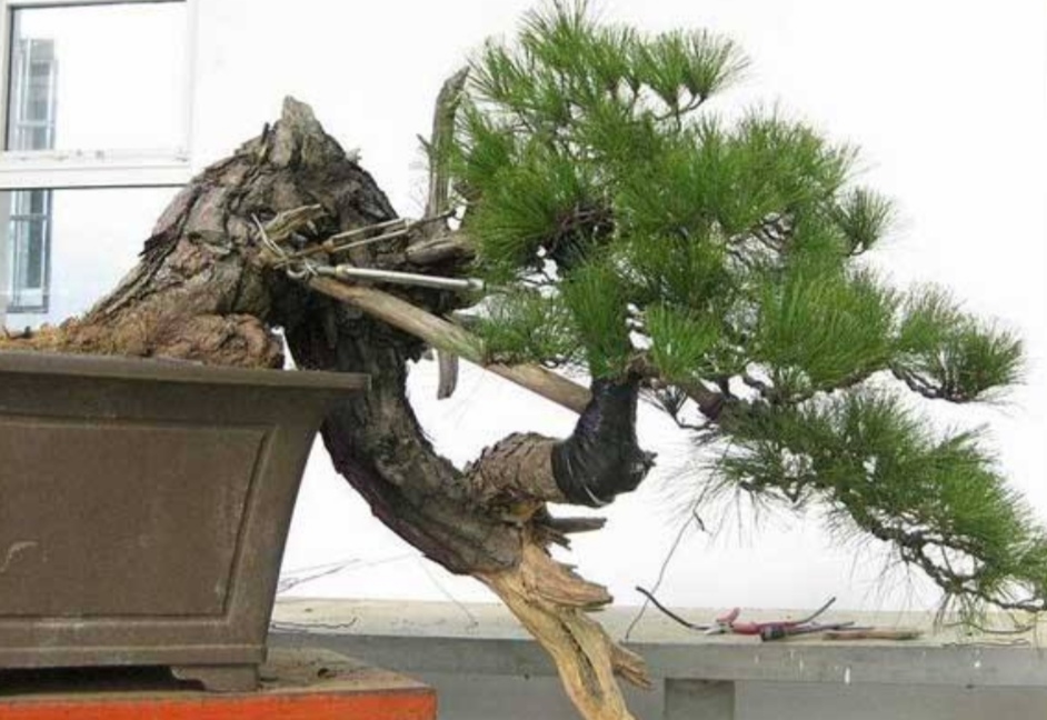 山松盆景新桩较难成活怎么办,适合做盆景的下山松