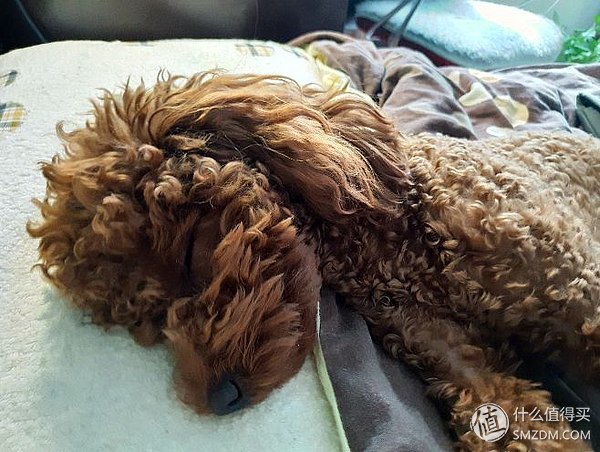 土狗子的狗粮怎么选购的,平价狗粮推荐幼犬粮