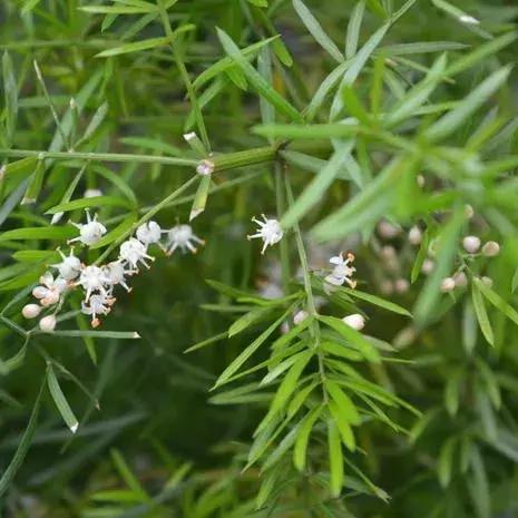 园林耐阴药大全,园林耐阴苗木套种花