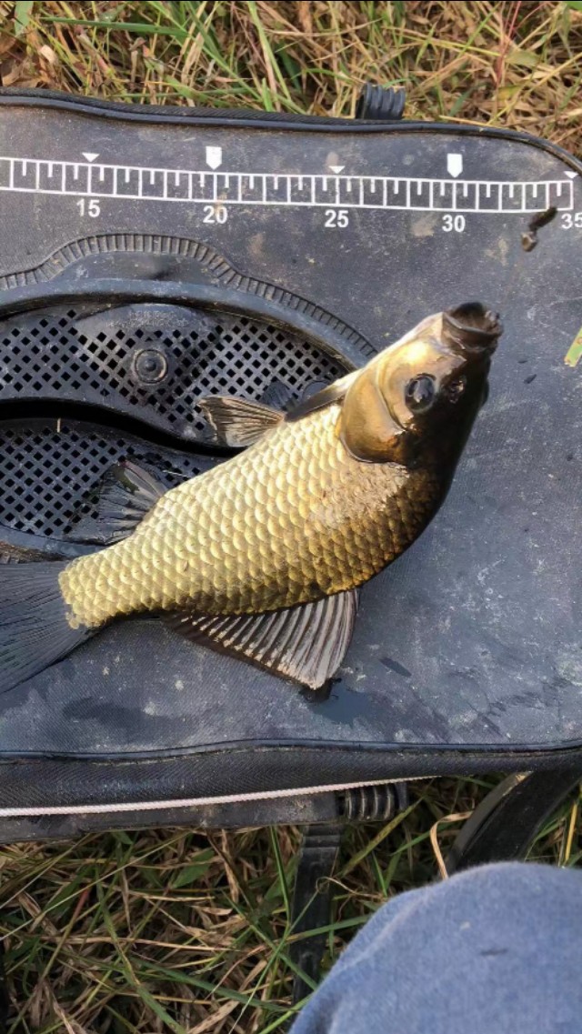 子母坠线组,子母坠如何调钓