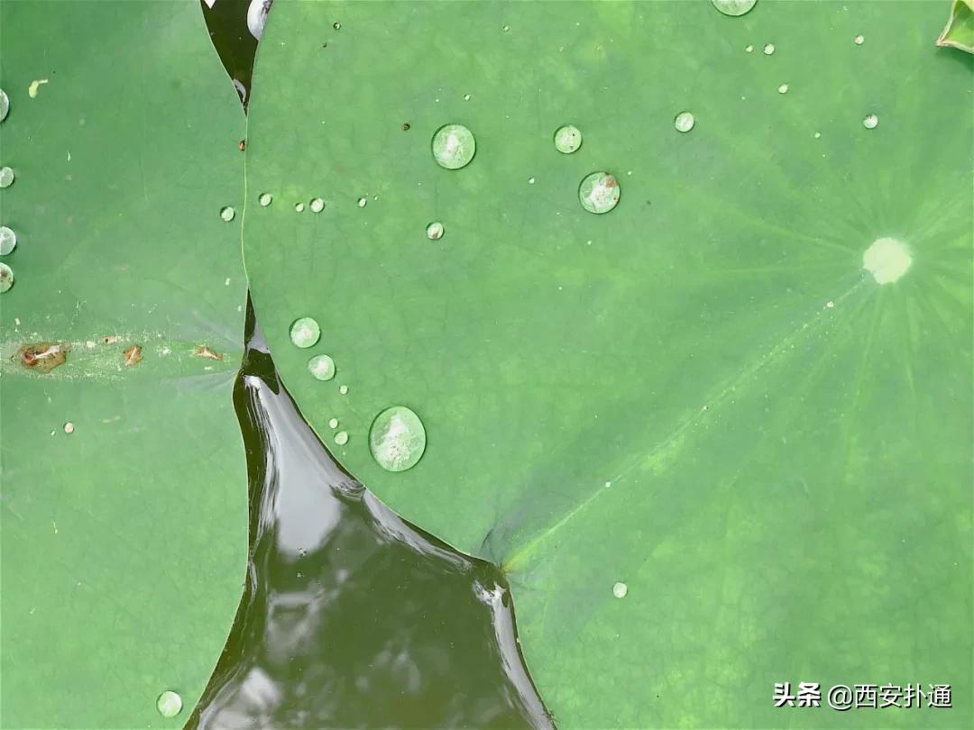 浐灞国家湿地公园最美地方,浐灞湿地公园有啥好玩的