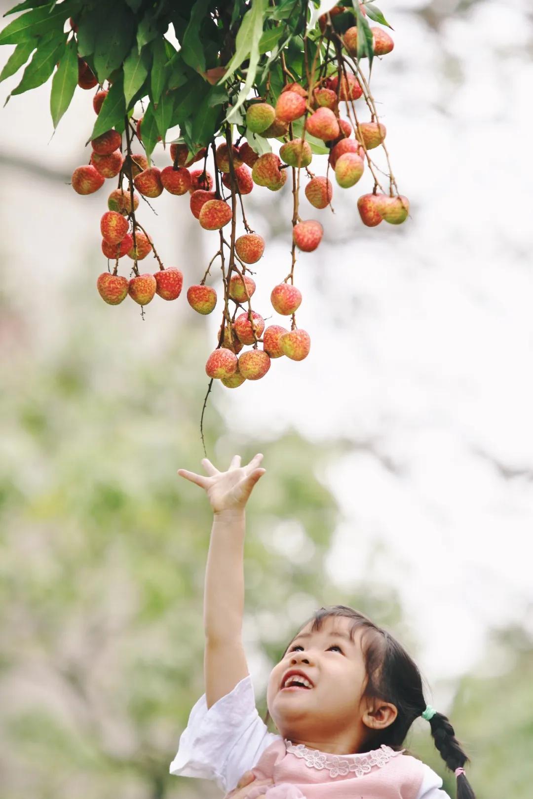 中国哪里的荔枝最甜,全国荔枝最好吃的地方