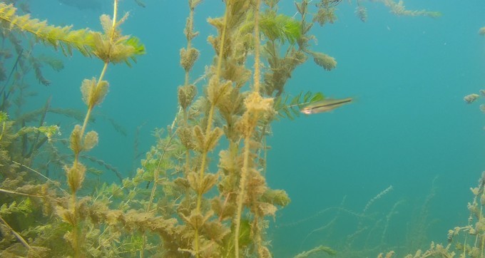 在高山湖泊边拍摄的风景照片湖底,绝美天池风光摄影照片