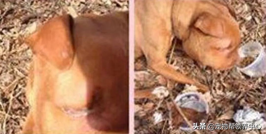 狗狗脑袋上长脓包是什么病,狗狗犬瘟头肿