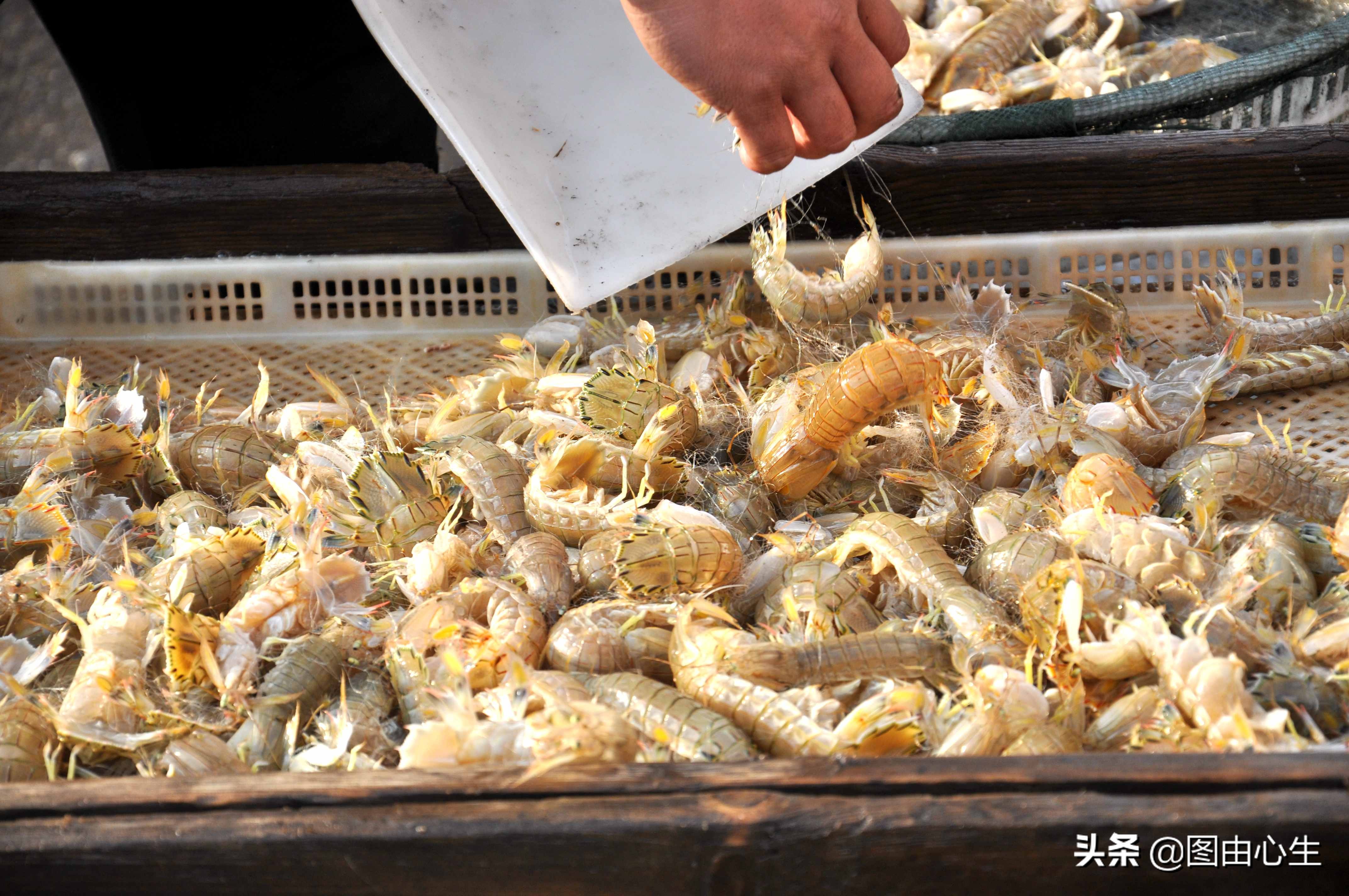 青岛虾爬子80一斤,山东青岛虾爬子价格