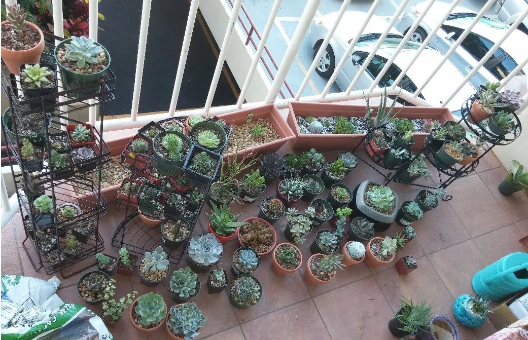 养多肉植物掌握几个要点,新手多肉植物如何养殖才能养得好