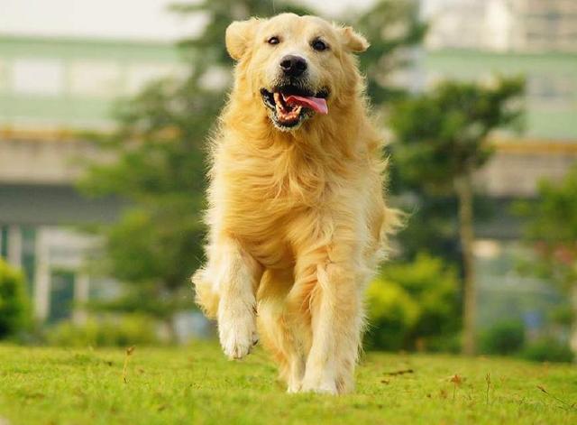 宠物狗品种大全集金毛,宠物狗集市金毛