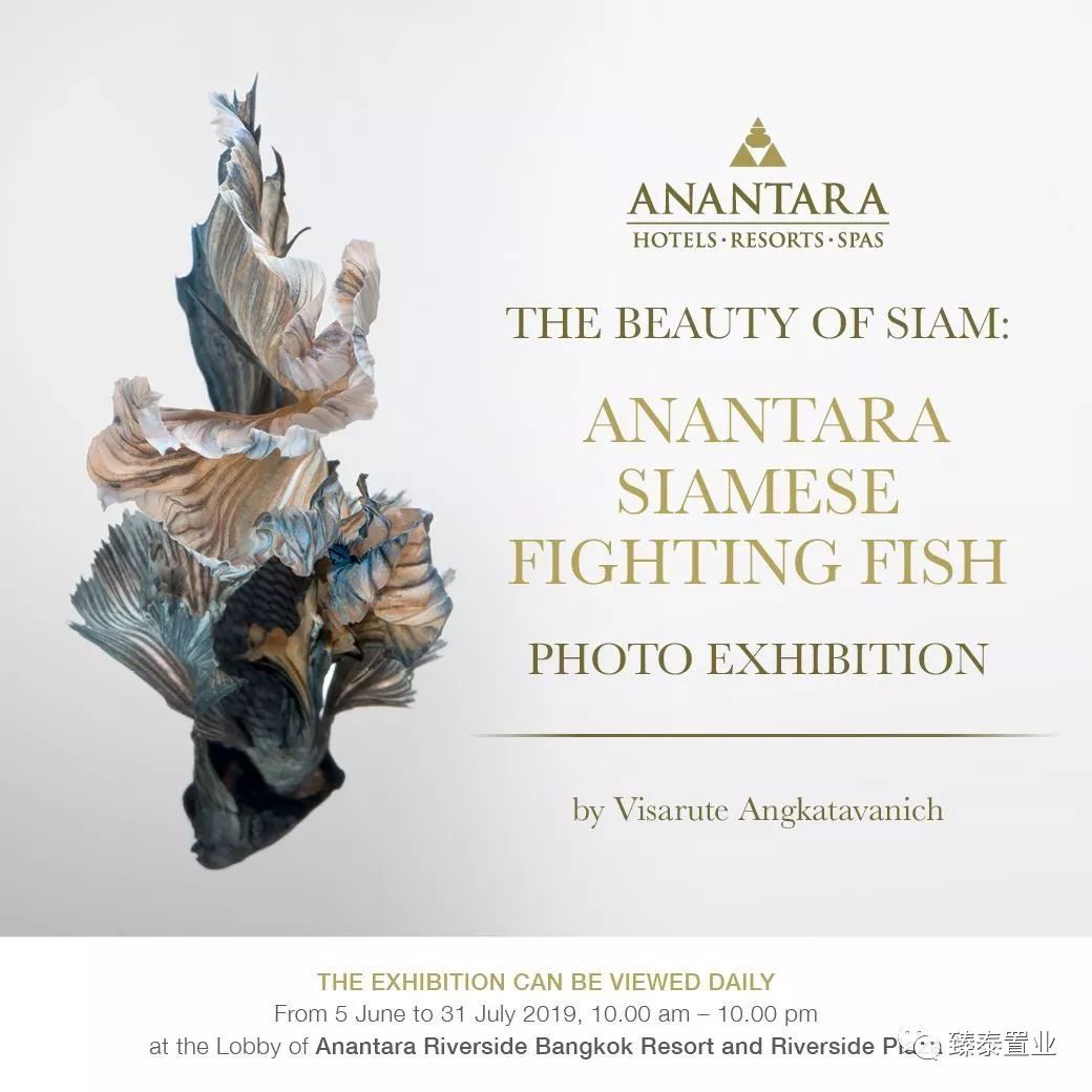 暹罗斗鱼——色与美的战舞