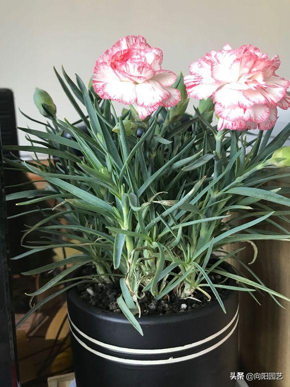 磷钾肥浇康乃馨,养康乃馨需要每天换水吗