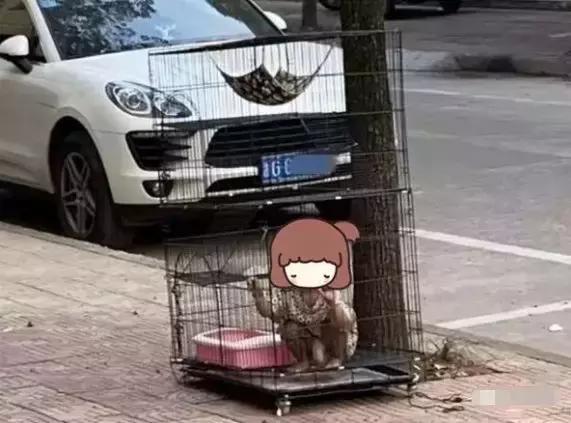 警方通报女孩被关笼子,女童被关笼子后续