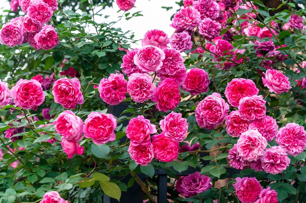 伊芙伯爵藤本月季的优缺点,艾拉绒球藤本月季优缺点