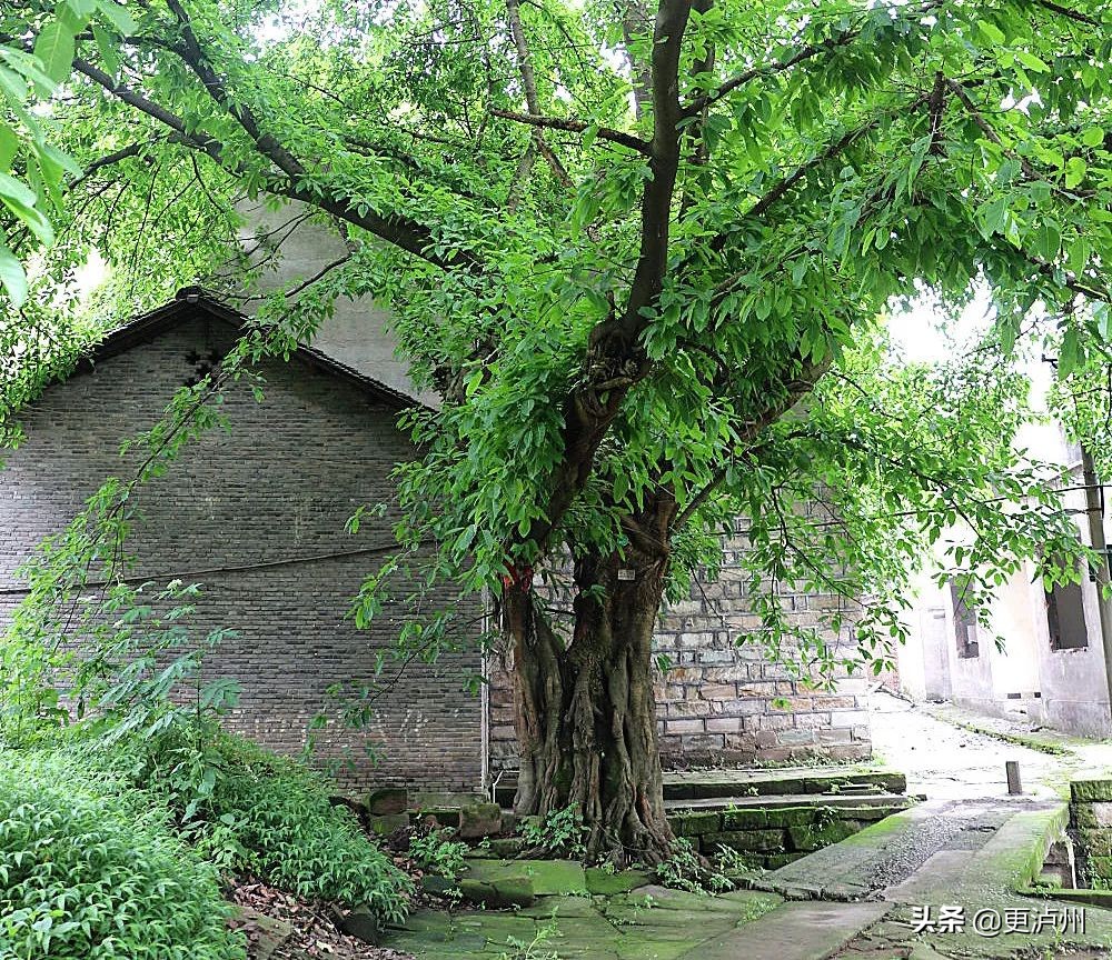 泸州罗汉场长江二桥,泸州罗汉场老街