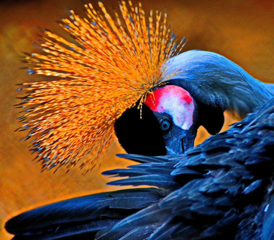 香港第14届全国摄影艺术展,第29届全国摄影艺术展览获奖名单