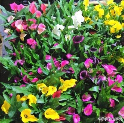 如何救活马蹄莲,马蹄莲叶子发软怎么处理