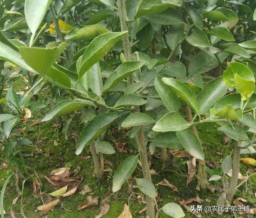 中药枳壳种子种植技术,枳壳育苗技术