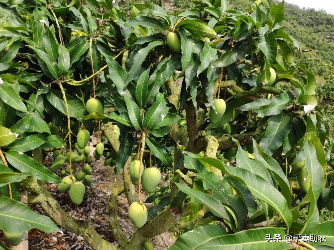 小台芒香甜滑嫩甜而不腻,台芒香甜多汁2.5斤