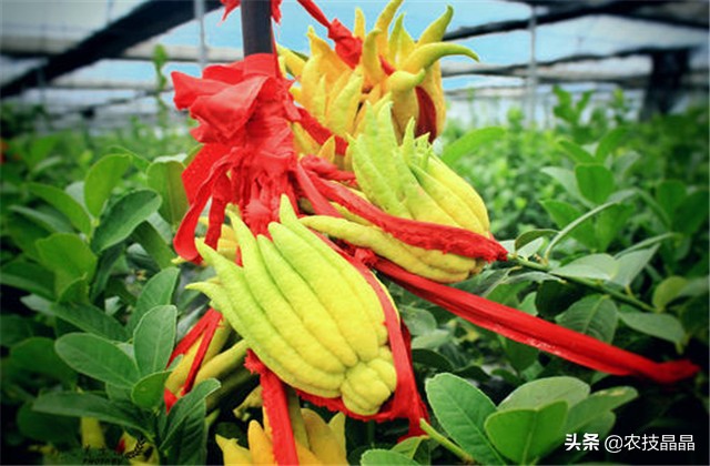 金华佛手的种植技术,佛手种植技术有哪些