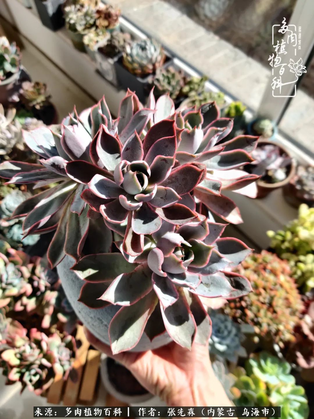 吸取教训，不断探索，英语老师的多肉碎碎念