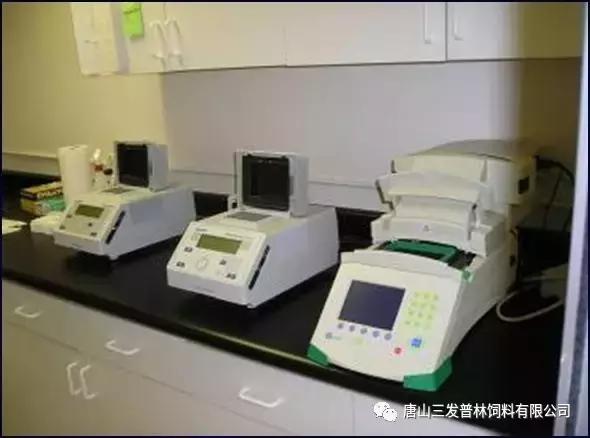 斑节虾是淡水养殖还是海水养殖,微正斑节虾养殖