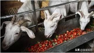 草莓滞销危机,草莓滞销卖不出去了吗