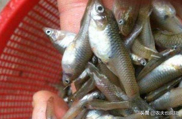 俗称大肚鱼,因灭蚊而引进,如今在国内泛滥,网友:油炸倍儿香