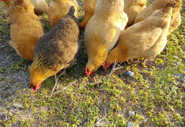 农村养殖致富小创业项目有哪些,农村最赚钱的五个养殖项目是哪些