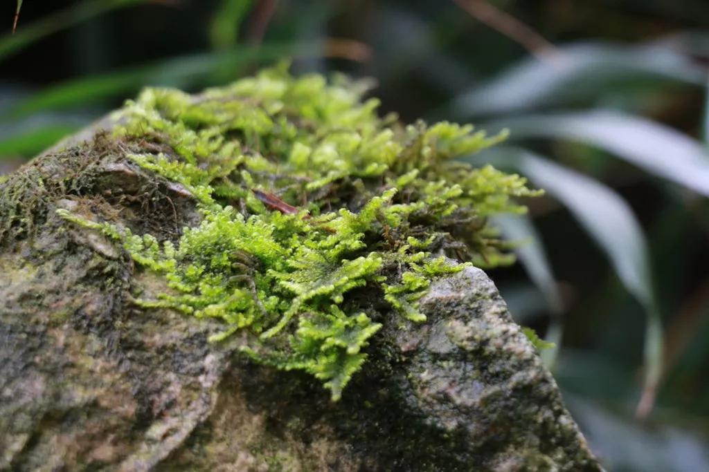 成都五一旅游人少亲子游景点推荐,五一成都旅游去哪儿玩