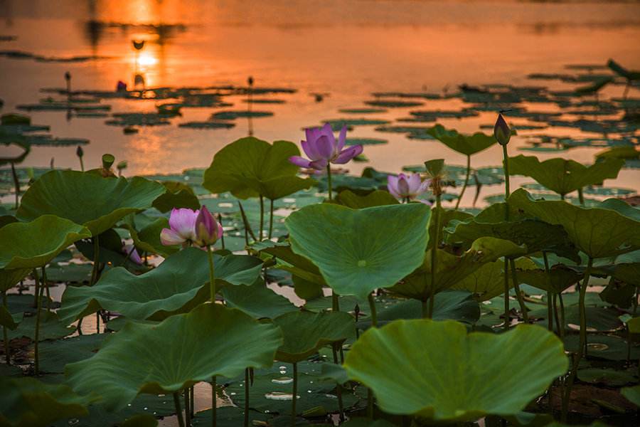 马惊飙莲荷主题诗作小辑
