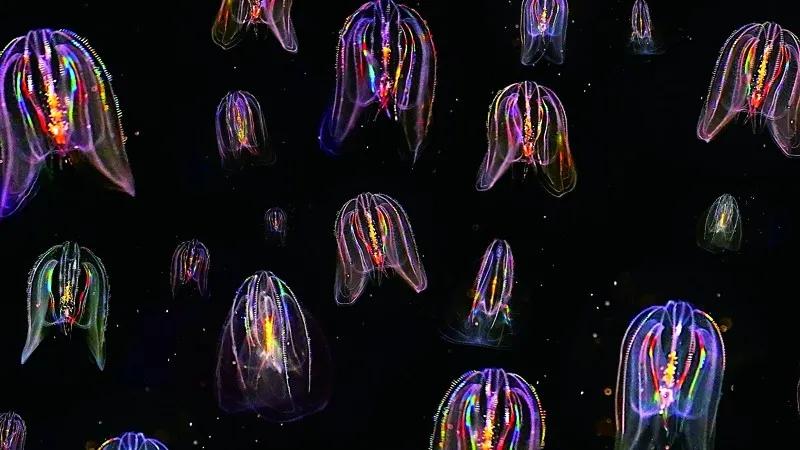 原来那片荧光海是真的存在的,荧光大海