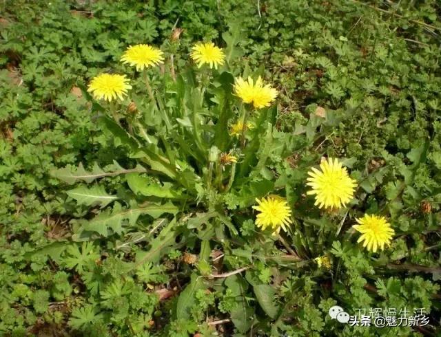 新乡故事：你是不是傻傻地把这些花都叫做野菊花？