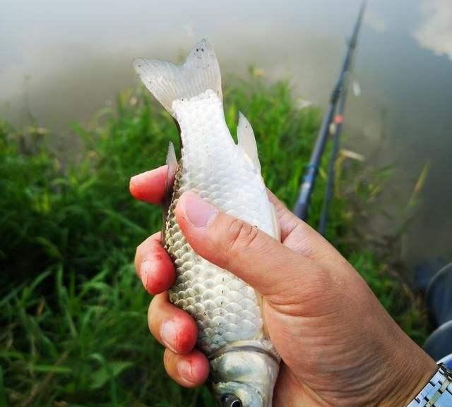 10个人钓鱼共钓三条鱼,每个钓鱼人都有一包蓝鲫