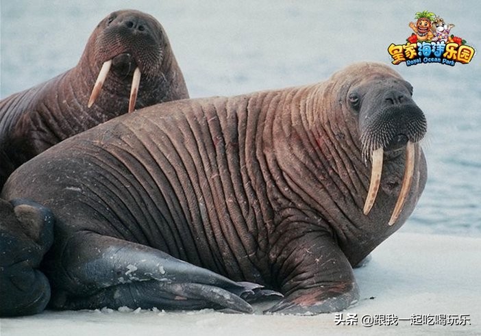 抚顺海洋馆外面有什么,沈阳和抚顺哪个海洋馆比较好