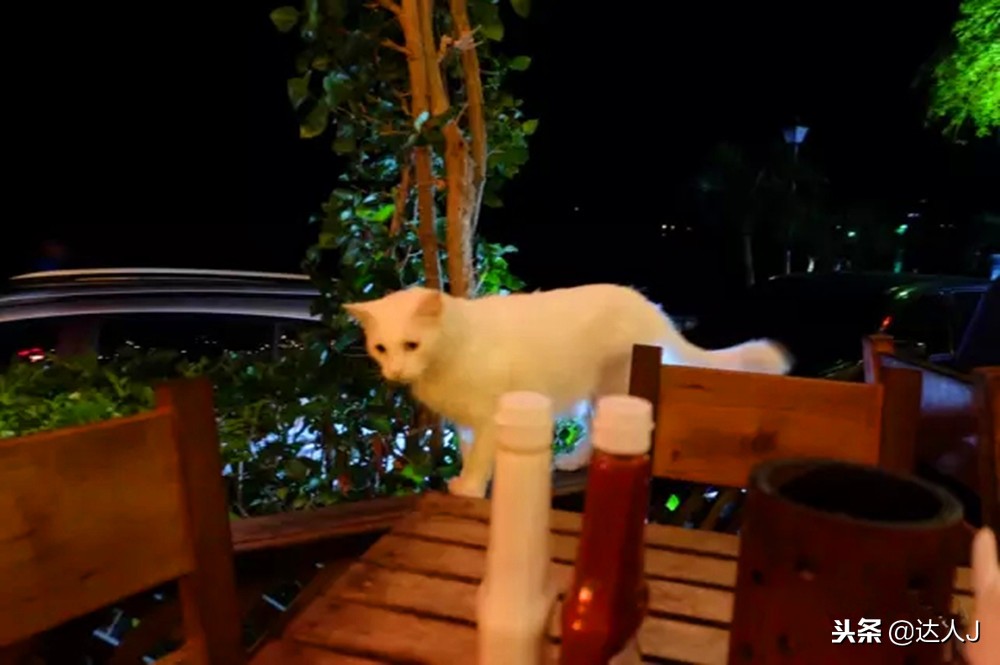 小天绝地求生,小天蜘蛛